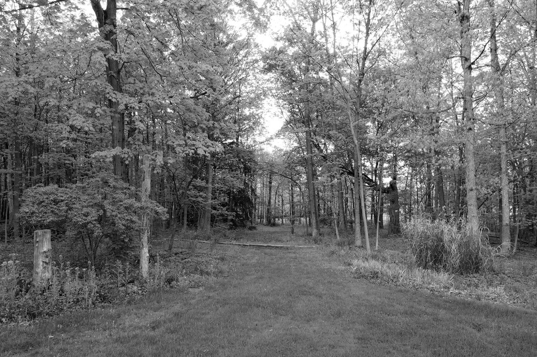 Powell Woodland existing site photo