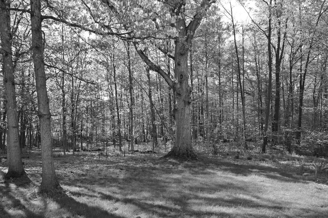 Powell Woodland existing site photo