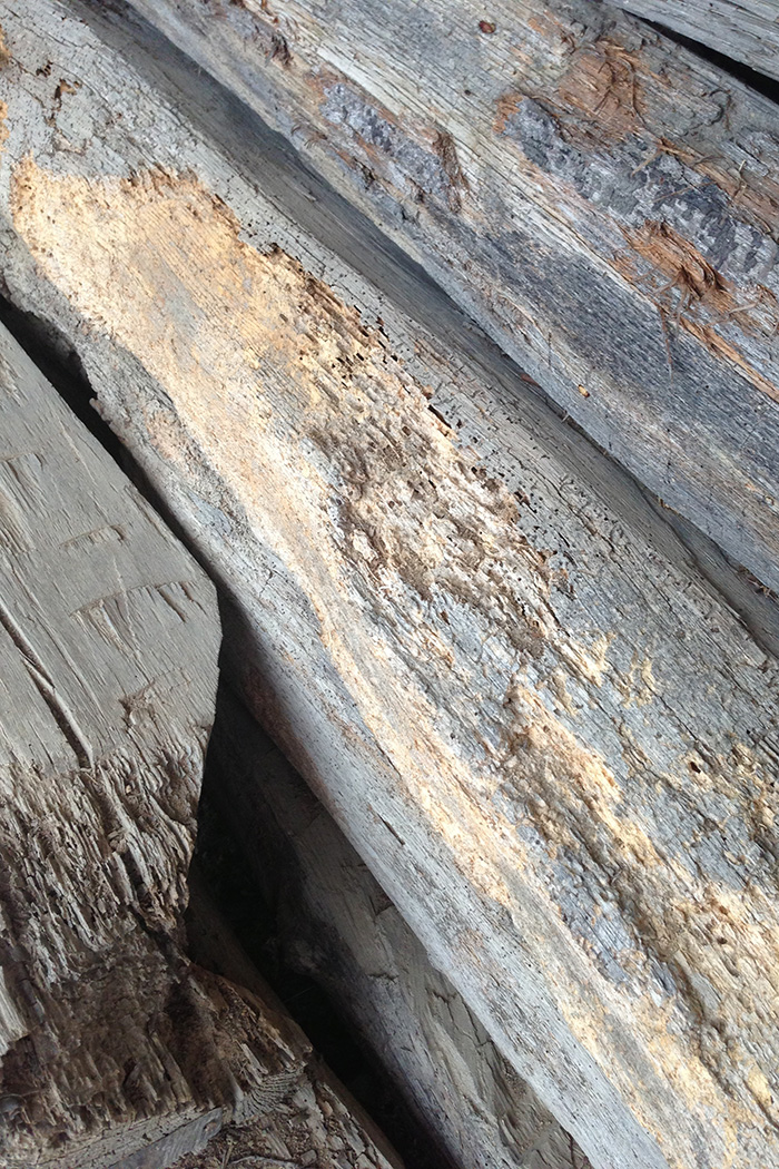 Reclaimed wood sapwood