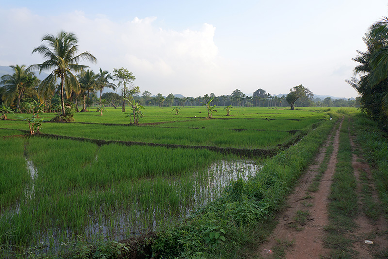 Sri Lanka hill country