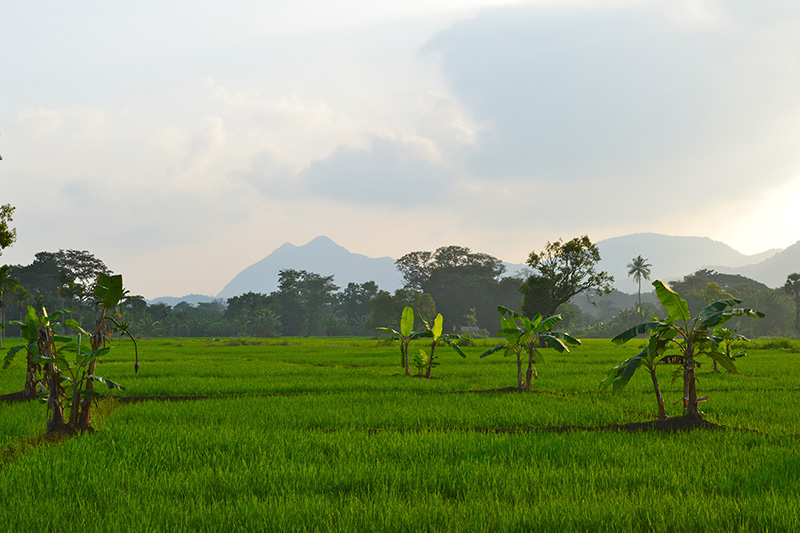 Sri Lanka hill country